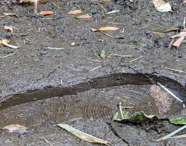 結婚前夜に起きた救出劇　仲間が出会ったのは「泥にはまった大型犬」【4選】