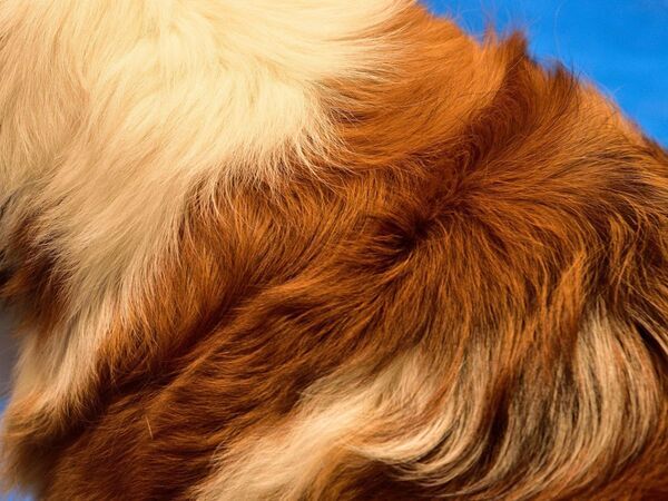 結婚前夜に起きた救出劇　仲間が出会ったのは「泥にはまった大型犬」【4選】