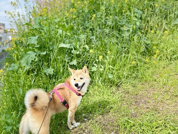 散歩中の奇跡ショット　光を浴びた柴犬に「神の使いみたい」「ご利益感じる」【4選】