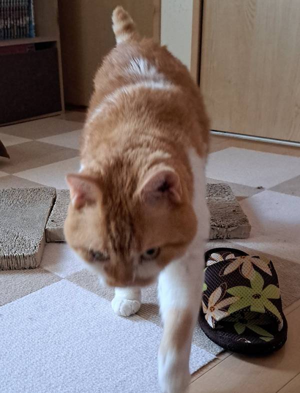 飼い主「毎朝、対戦しています」　起こしに来る愛猫が勇ましすぎて…「私も起こされたい」