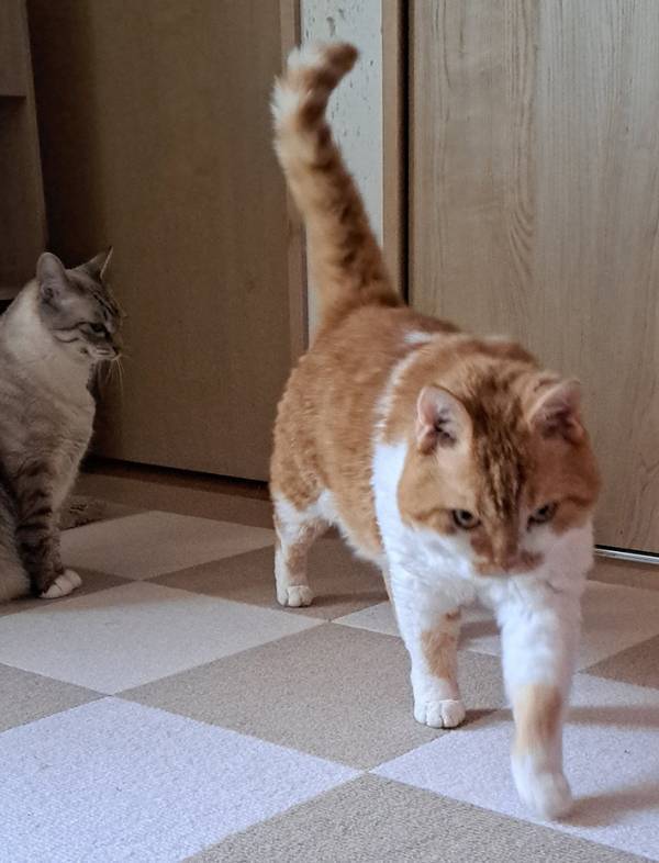 飼い主「毎朝、対戦しています」　起こしに来る愛猫が勇ましすぎて…「私も起こされたい」