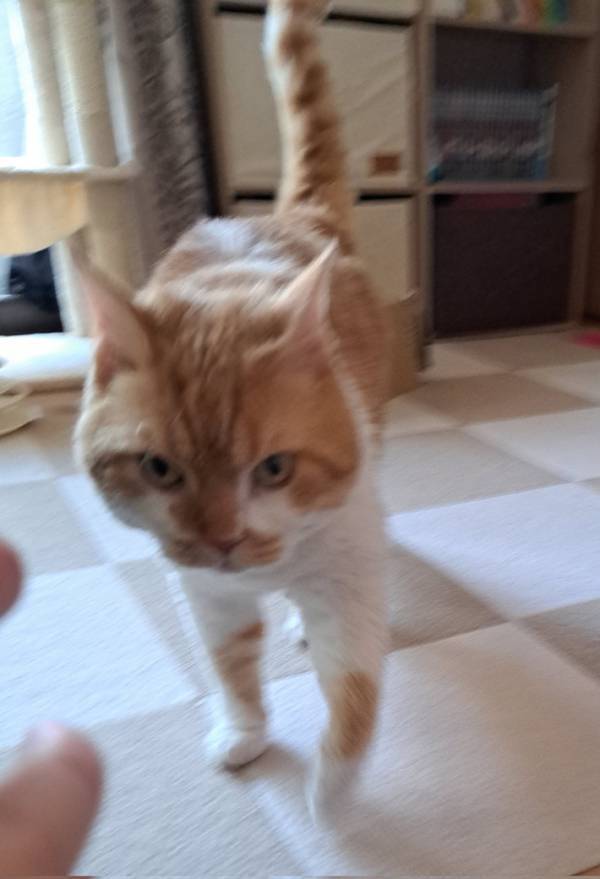 飼い主「毎朝、対戦しています」　起こしに来る愛猫が勇ましすぎて…「私も起こされたい」