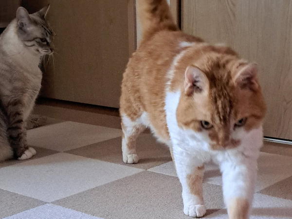 飼い主「毎朝、対戦しています」　起こしに来る愛猫が勇ましすぎて…「私も起こされたい」