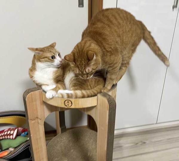 飼い主「なんで、のろうと思ったの？」　落ちそうな猫の姿に「すでにギチギチだよ」