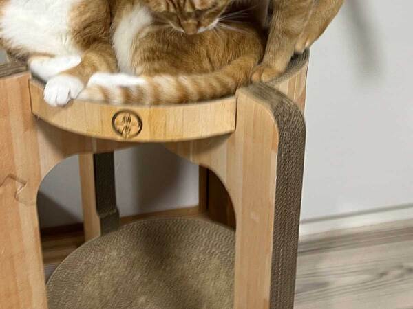 飼い主「なんで、のろうと思ったの？」　落ちそうな猫の姿に「すでにギチギチだよ」