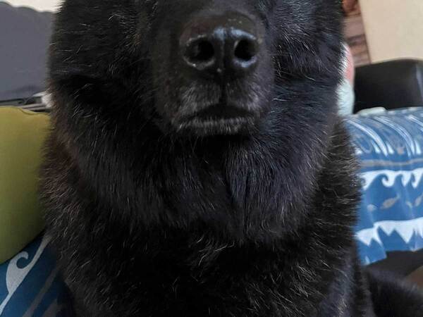 「山で会ったら逃げます」「見た瞬間に笑った」　ぼーっとする甲斐犬、表情に【23万いいね】