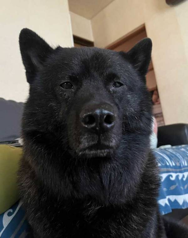 「山で会ったら逃げます」「見た瞬間に笑った」　ぼーっとする甲斐犬、表情に【23万いいね】