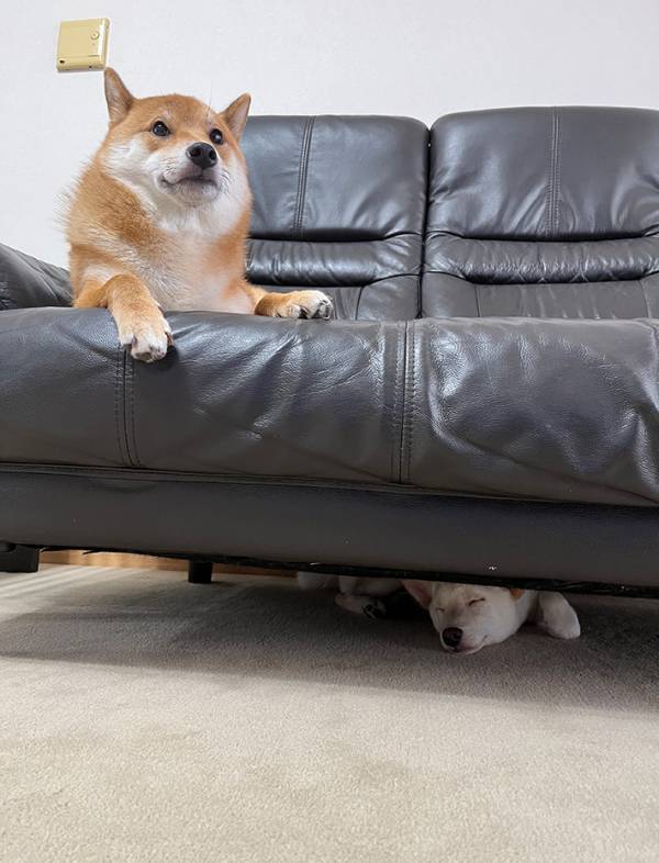 飼い主「定位置になりつつあります」　ソファでくつろぐ柴犬　ソファの下を見ると…？