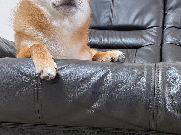 飼い主「定位置になりつつあります」　ソファでくつろぐ柴犬　ソファの下を見ると…？