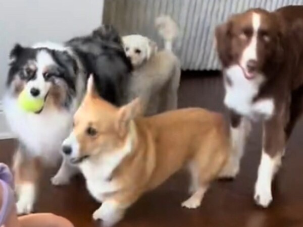 「投げて！」　犬がボールを渡した『相手』に「笑った」「かわいすぎる」