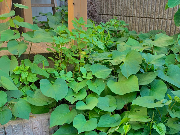 家庭菜園の『雑草対策』に「いいこと聞いた」　草むしりでも除草剤でもなく？