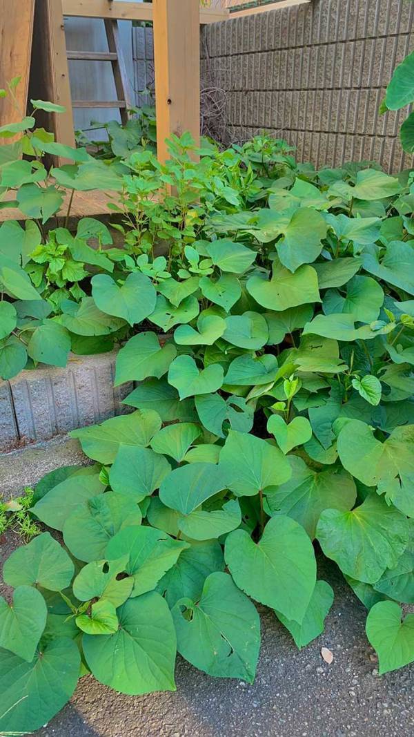 家庭菜園の『雑草対策』に「いいこと聞いた」　草むしりでも除草剤でもなく？