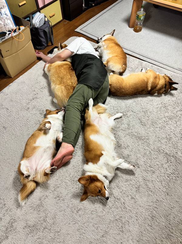 【愛犬】飼い主が床でうたた寝していると？　ぞろぞろ集まってきた正体に「これこそ桃源郷だ！」