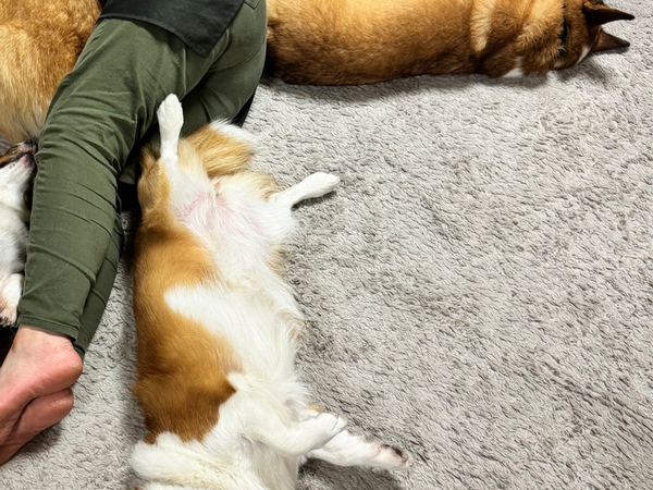 【愛犬】飼い主が床でうたた寝していると？　ぞろぞろ集まってきた正体に「これこそ桃源郷だ！」