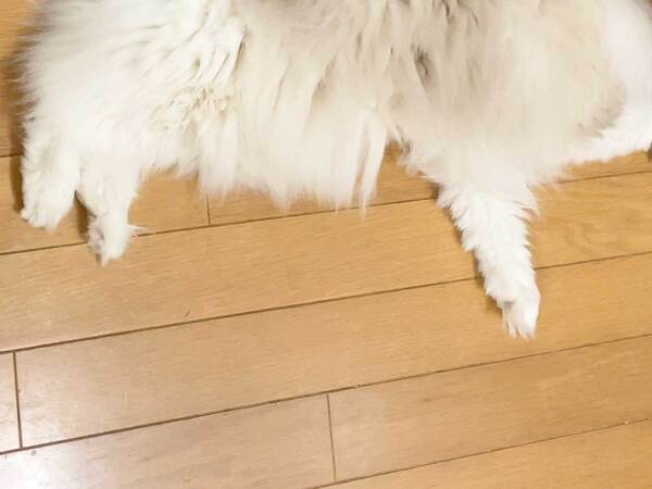 寝ている猫のお尻に、抜けた毛を？　飼い主が作ったアート作品に「吹き出した」「天才すぎる」