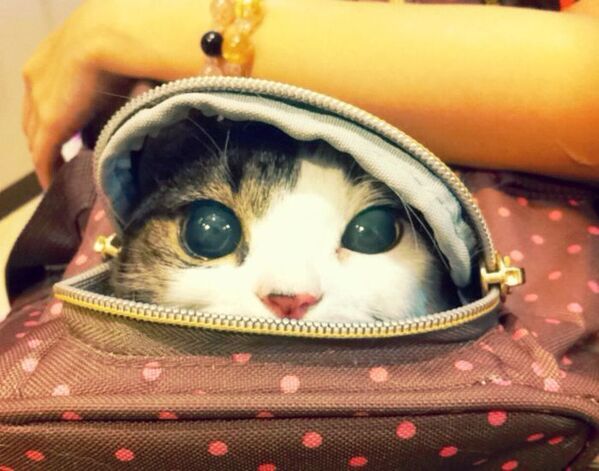 動物病院を前にした猫の『表情』　写真に「吹き出した」「あるあるすぎ」【4選】