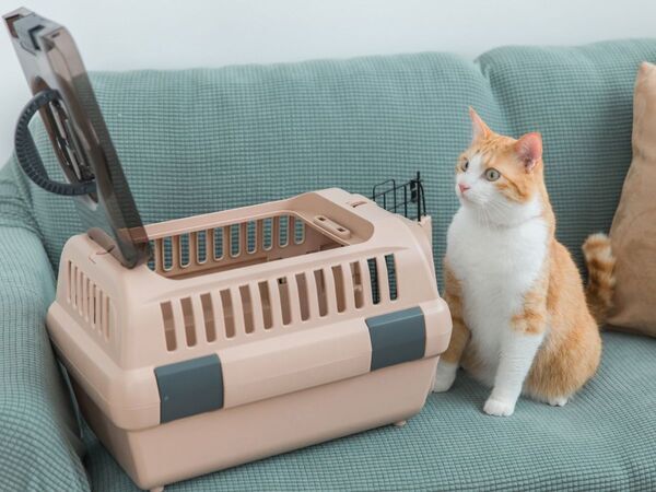 動物病院を前にした猫の『表情』　写真に「吹き出した」「あるあるすぎ」【4選】