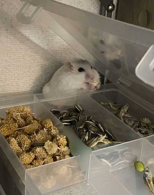 飼い主「不注意で食べ放題してた」　オヤツ箱の蓋を閉め忘れたら？「かなり悪い顔」「そりゃ嬉しい顔になる」