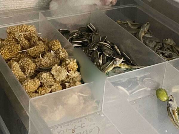 飼い主「不注意で食べ放題してた」　オヤツ箱の蓋を閉め忘れたら？「かなり悪い顔」「そりゃ嬉しい顔になる」