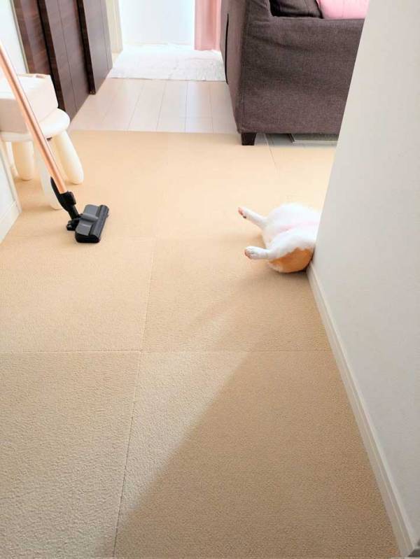 「クリームパンに脚が生えている」「最高の出迎え」　飼い主を出迎えたコーギーの姿に反響