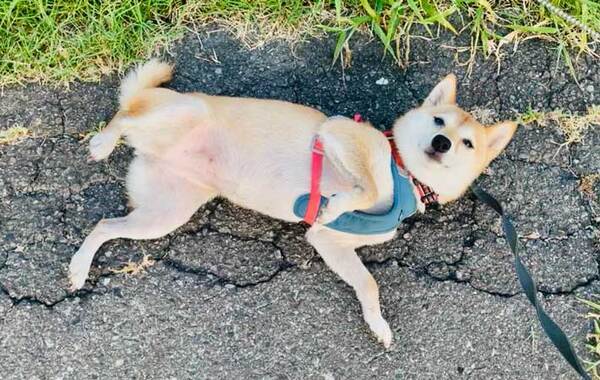 通行人「触って大丈夫な子ですか？」　散歩中の犬、まさかの反応に「準備万端で笑った」