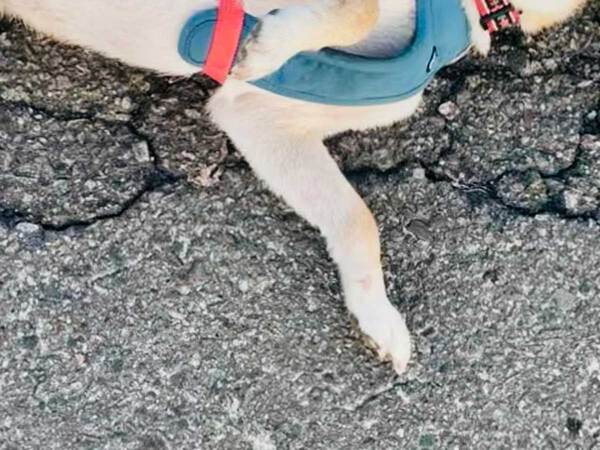 通行人「触って大丈夫な子ですか？」　散歩中の犬、まさかの反応に「準備万端で笑った」