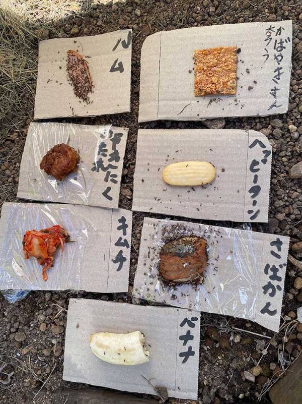 【夏休みの自由研究】アリの観察をした小学生息子　内容に「天才」「着眼点がすごい」の声