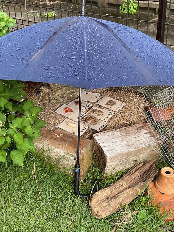 【夏休みの自由研究】アリの観察をした小学生息子　内容に「天才」「着眼点がすごい」の声