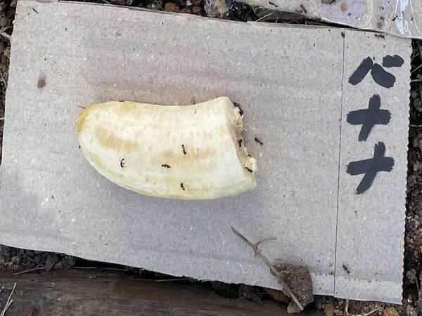 【夏休みの自由研究】アリの観察をした小学生息子　内容に「天才」「着眼点がすごい」の声