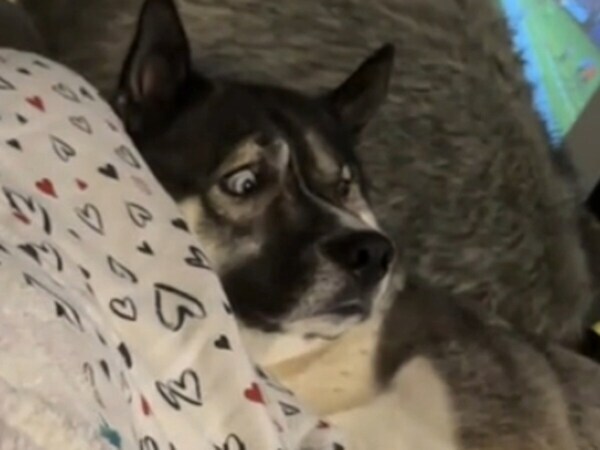 TVに映った『あるもの』を見て？　ハスキーの反応に「爆笑」「不安になってる」