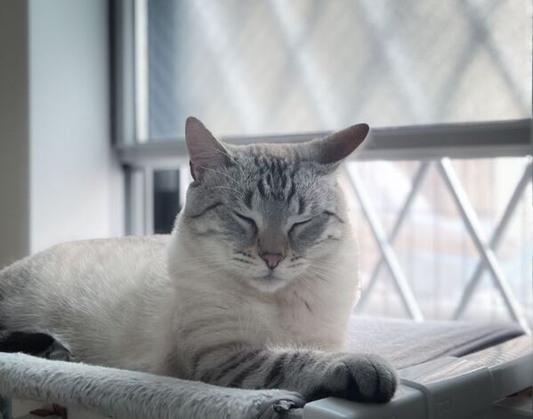 猫が選んだのはまさかの場所　加湿器と向き合う姿に「かわいすぎ」「癒やされた」【4選】