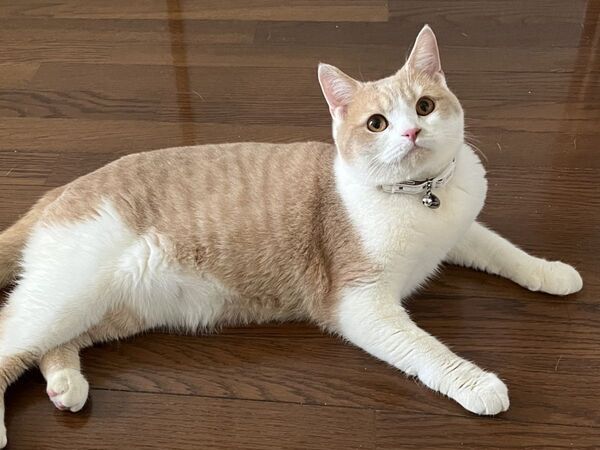 猫が選んだのはまさかの場所　加湿器と向き合う姿に「かわいすぎ」「癒やされた」【4選】