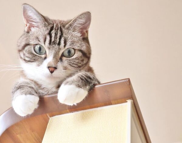 「子供より魚でしょ！」　お食い初めの写真に映り込んだ猫たちの真剣なまなざし【猫の行動4選】