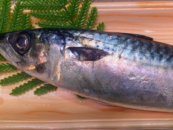 炊飯器でサバがごちそうに！　焼かずに作れる『炊き込みご飯』に「助かる」「おいしそう」【4選】