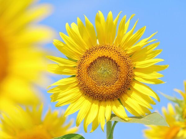 「保証書まである！」　娘が自由研究で作った『ママの取扱説明書』にほっこり【4選】