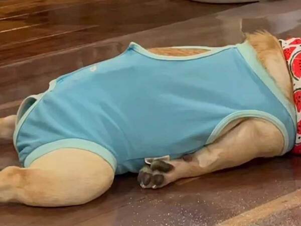 【アザラシ犬】夏の散歩から帰宅　くつろぐ犬の姿に「見た瞬間笑った」