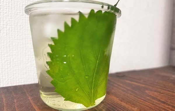 【飲む大葉レシピ】夫も子供も喜んだ！大葉の新しい楽しみ方