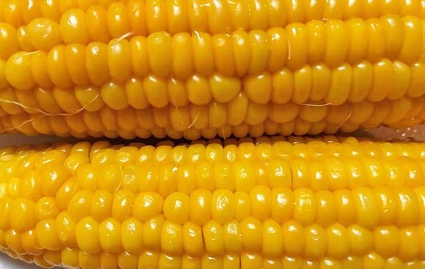 フライパンと電子レンジどっちがいい？　トウモロコシのゆで方、2つを比べてみると…？