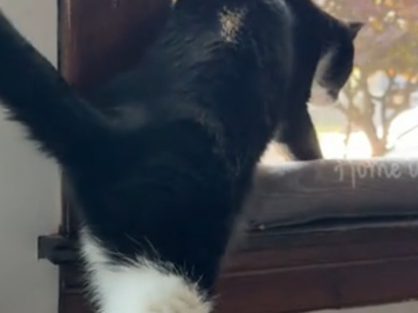 猫の脚の『模様』に240万『いいね』　驚きの形に「かわいい！」「元カノ？」