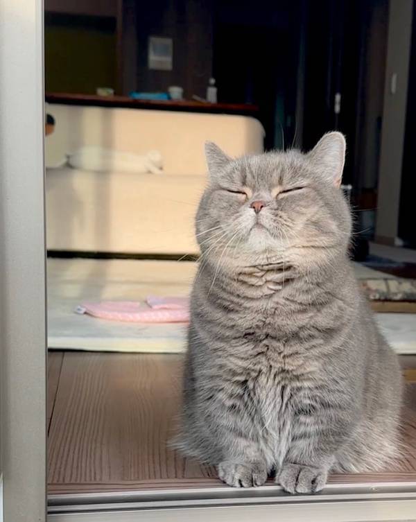 【猫の表情】毎日、夕日を眺める猫　秋の訪れを感じたようで…？「そのうち俳句を詠み始めそう」