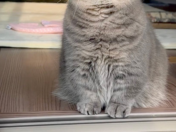 【猫の表情】毎日、夕日を眺める猫　秋の訪れを感じたようで…？「そのうち俳句を詠み始めそう」