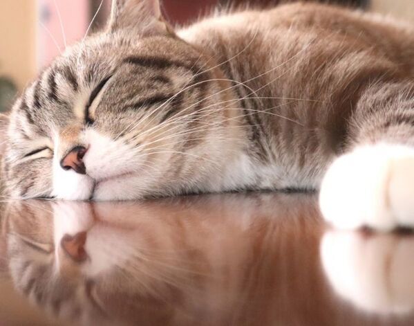 パンを盗んだ猫の行動に爆笑！　まさかの姿に「尊い」「許しちゃう」【4選】