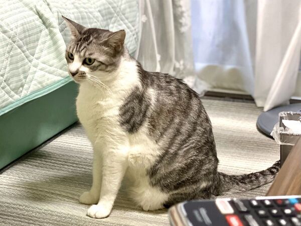 パンを盗んだ猫の行動に爆笑！　まさかの姿に「尊い」「許しちゃう」【4選】