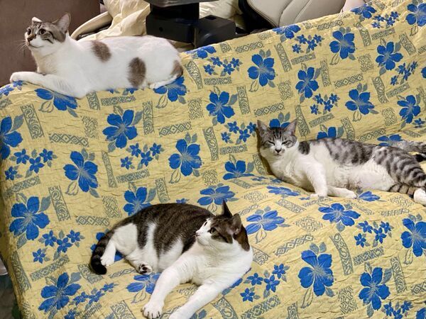 「僕たちは味方だよ！」　夫婦げんかのあと猫7匹がとった行動に「尊い」「泣ける」【4選】