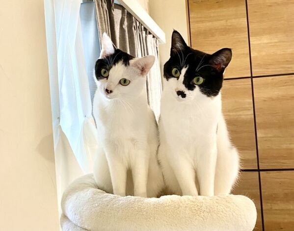 「僕たちは味方だよ！」　夫婦げんかのあと猫7匹がとった行動に「尊い」「泣ける」【4選】