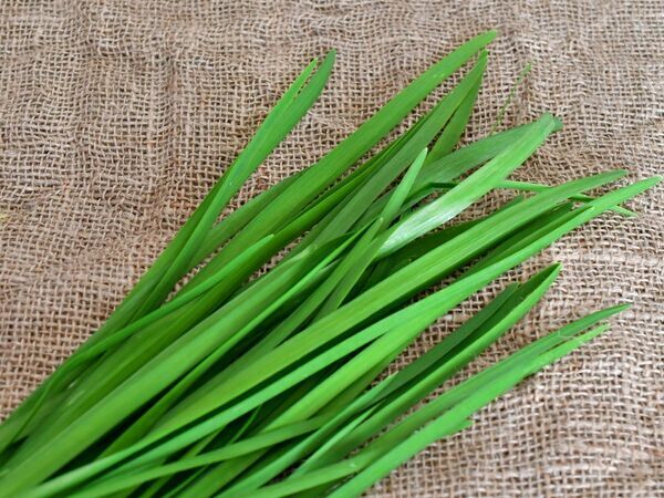 「包丁いらずで作れる！」　ニラ玉豆腐に「簡単すぎ」「リピ決定」【4選】