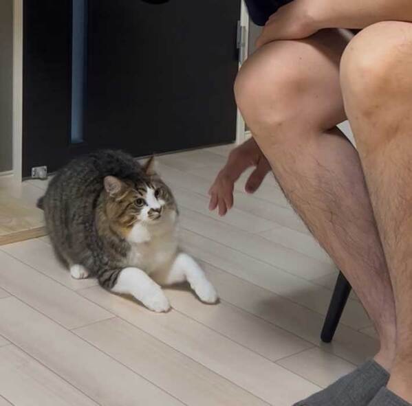 威嚇ポーズを見せる猫　ターゲットは目の前の夫ではなく…？「かわいすぎる」