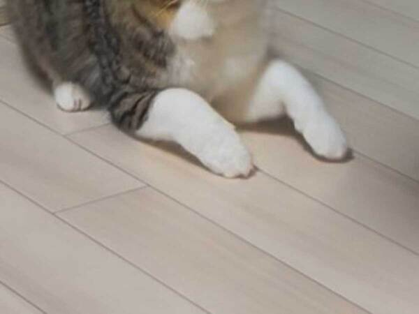 威嚇ポーズを見せる猫　ターゲットは目の前の夫ではなく…？「かわいすぎる」