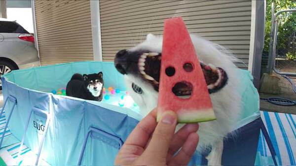 『顔はめ写真』を撮ろうとしたら…結果に「笑った」「情報量、多いな！」