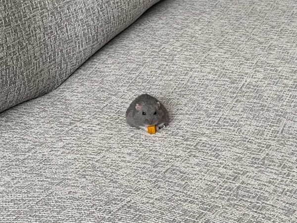 ハムスターと暮らす飼い主　ソファーの上を見ると…？「王様じゃん」「拡大して爆笑した」